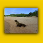 Galapagos_045_von_125.jpg