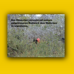 Galapagos_012_von_125.jpg