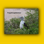 Galapagos_013_von_125.jpg