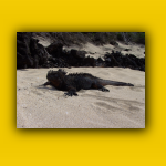 Galapagos_035_von_125.jpg