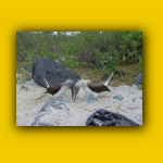 Galapagos_059_von_125.jpg