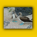 Galapagos_060_von_125.jpg