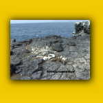 Galapagos_072_von_125.jpg