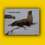 Galapagos_081_von_125.jpg