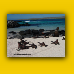 Galapagos_086_von_125.jpg