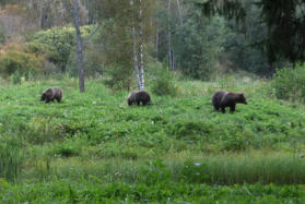 Auf Bear-Watching - Estland 2024